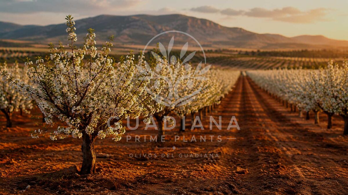 Planta de almendro seleccionada