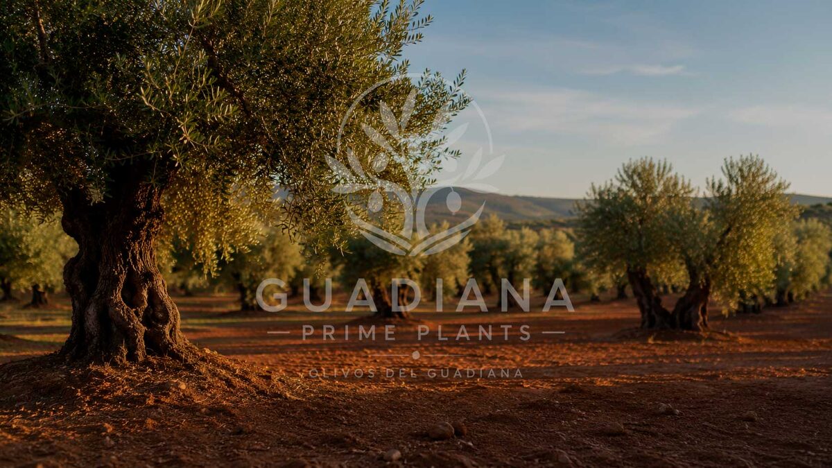 Planta de olivo seleccionada