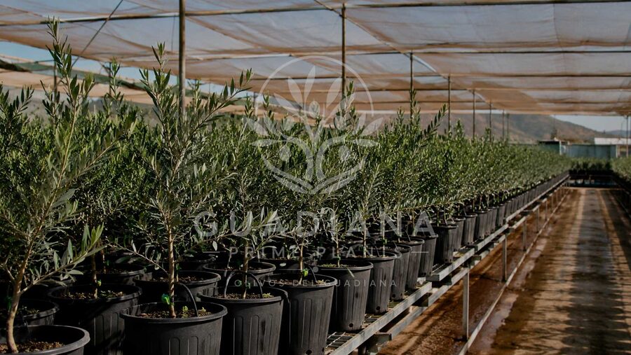 Planta de olivo en filas en el vivero