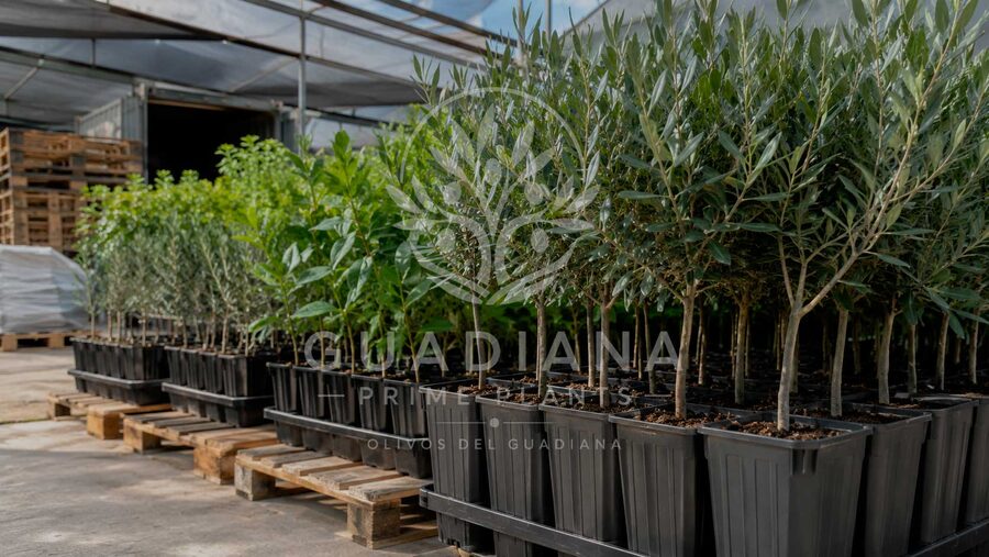 Planta agrícola joven en el vivero